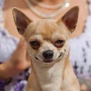 Meet your Posher, Sean